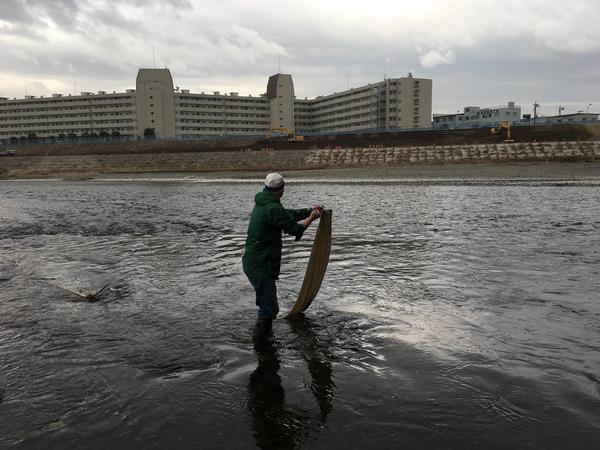 リネン布回収。多摩川の水の放射能調査。2018.1.17