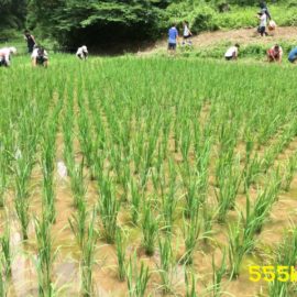 農に学ぶ。仲間と取り組む無農薬無肥料の米づくり