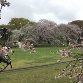 週末桜。雨のお花見
